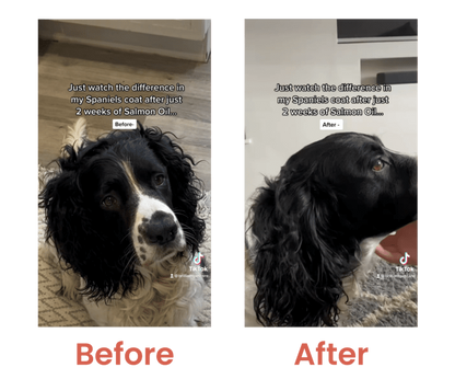 Brilliant Salmon Oil for Dogs & Cats