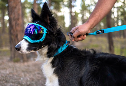 Rex Specs V2 Hurricane Blue Goggles for Dogs