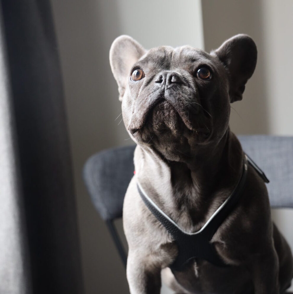 Buddy Belts🍁 Black Genuine Leather Harness