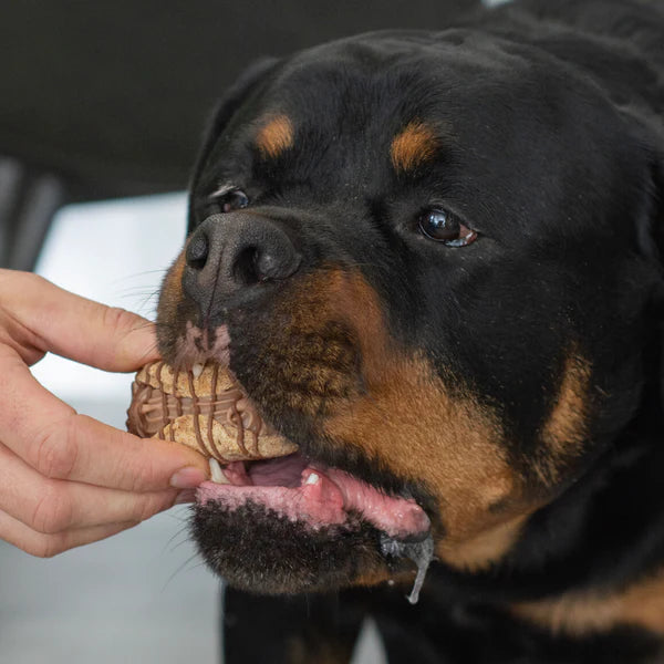 Bosco & Roxy's 🍁Holy Canine-noli! Cafe Cookie