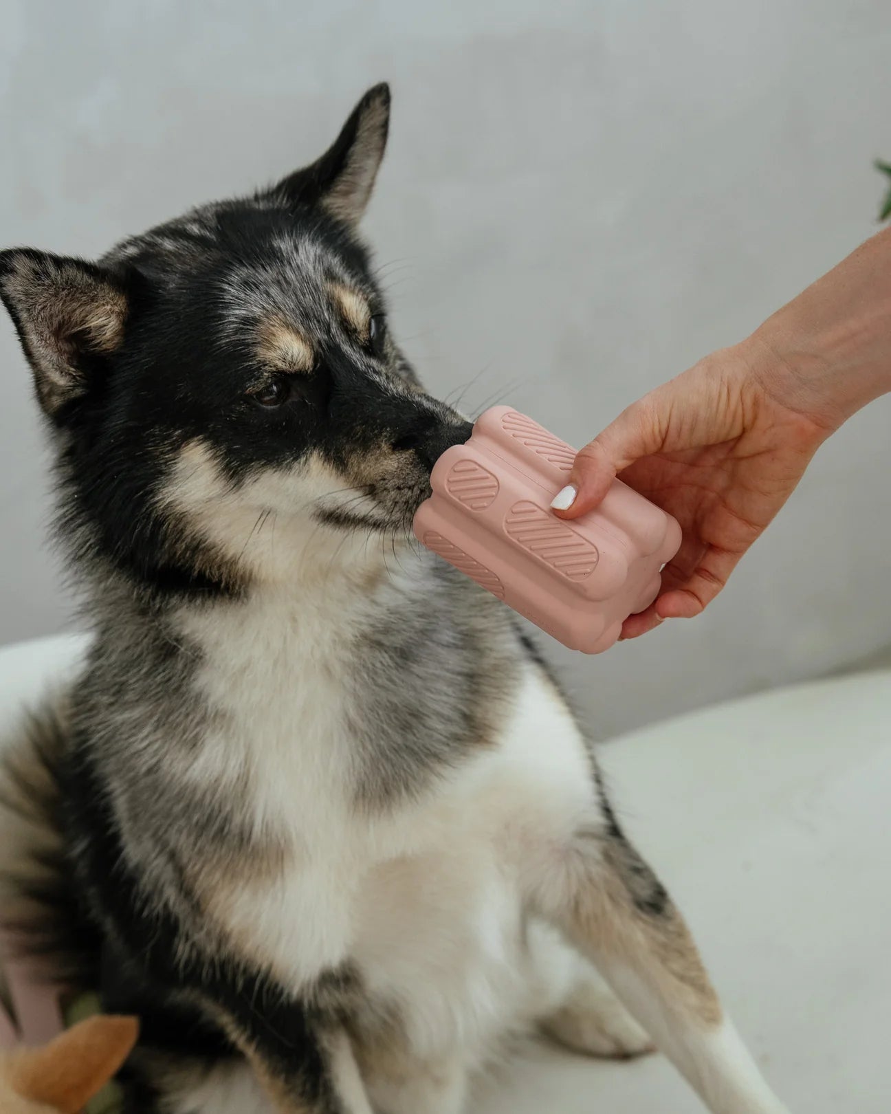 DexyPaws 🍁Blush Pink - Interactive Toy for Powerful Chewers