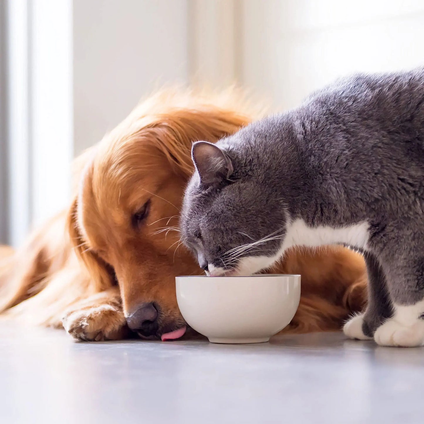 Caru Daily Dish Chicken Broth for Dogs & Cats 17.6oz