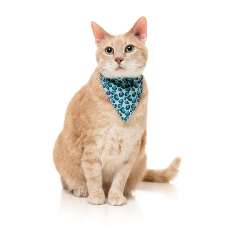 Fuzz Yard Aqua Wild One Cat Fashion Pack