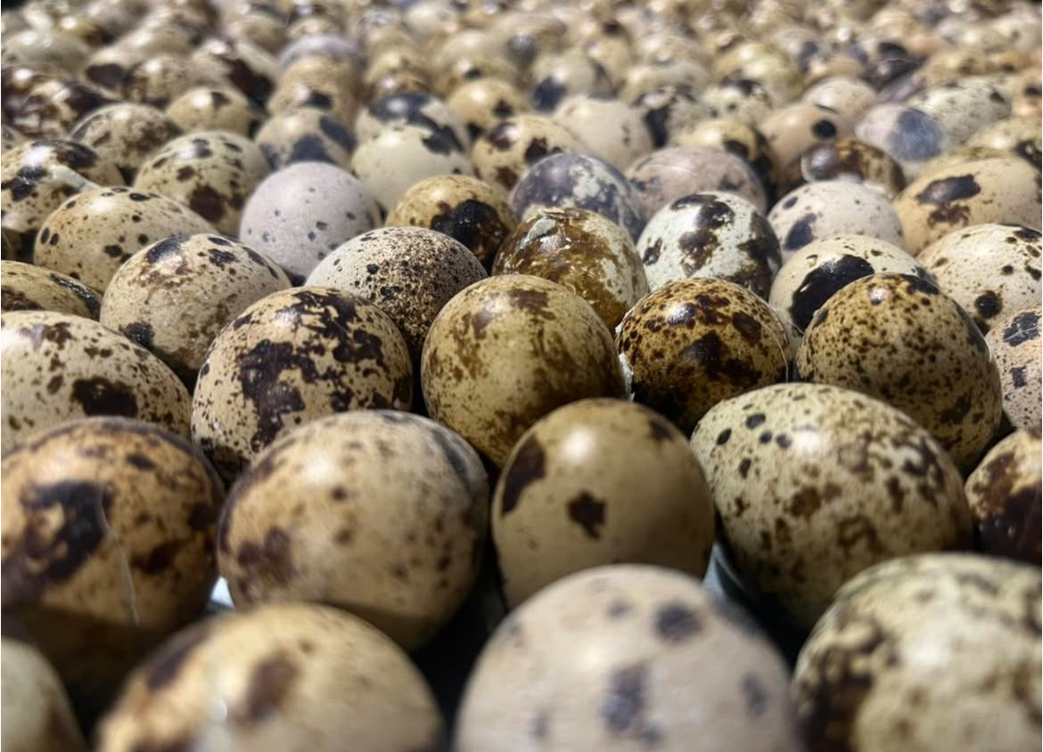 Dog Bites🍁Freeze Dried Quail Eggs 18-Pack