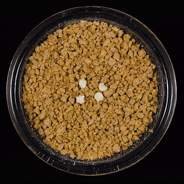 World's Best Litter Boosters Health Check In