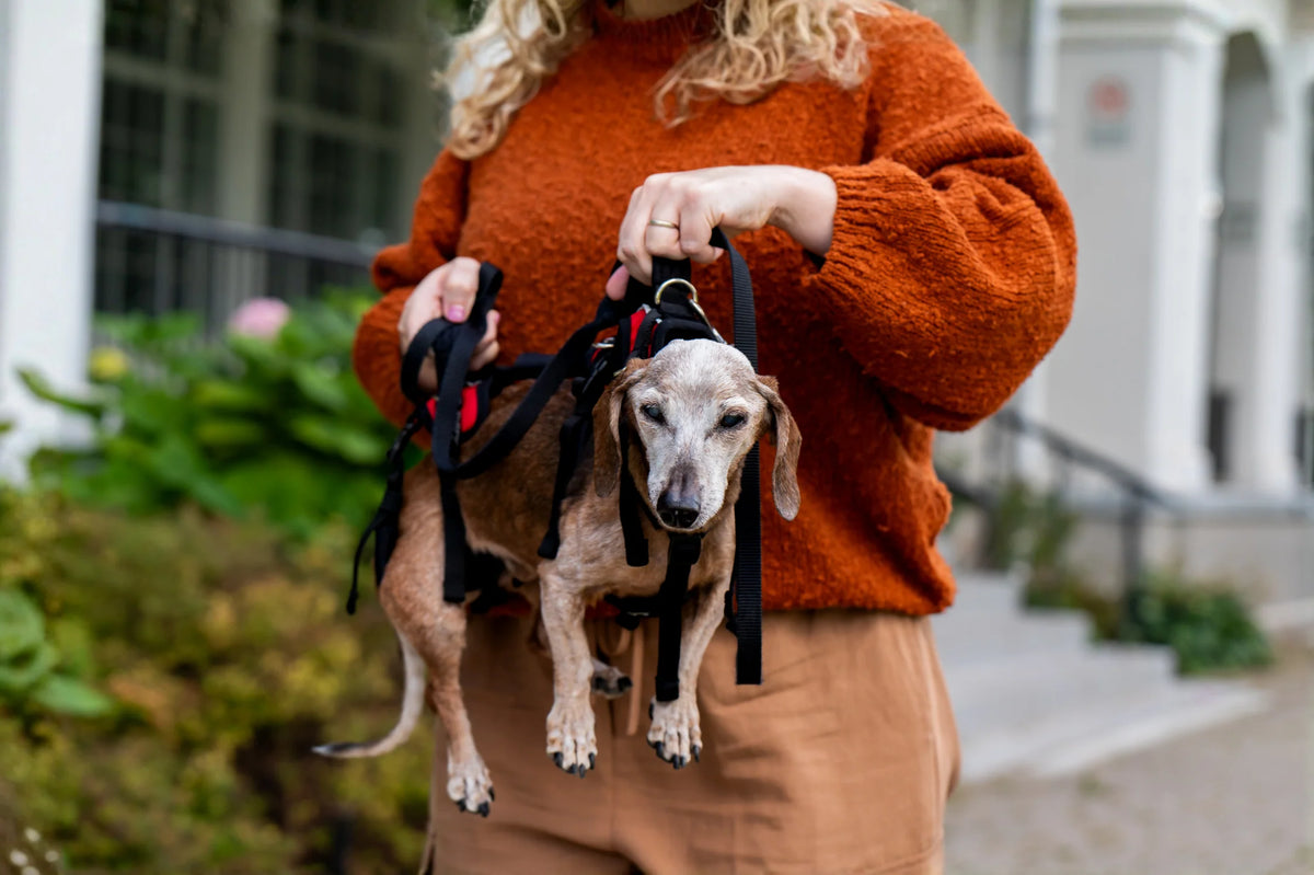 Help Em Up Harness Extra Small Conventional Harness 10-25lbs