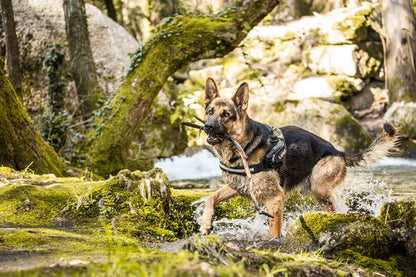 Julius K9🍁 Camouflage IDC Power Harness