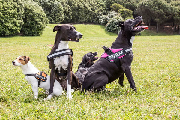 Julius K9 🍁Pink IDC Power Harness