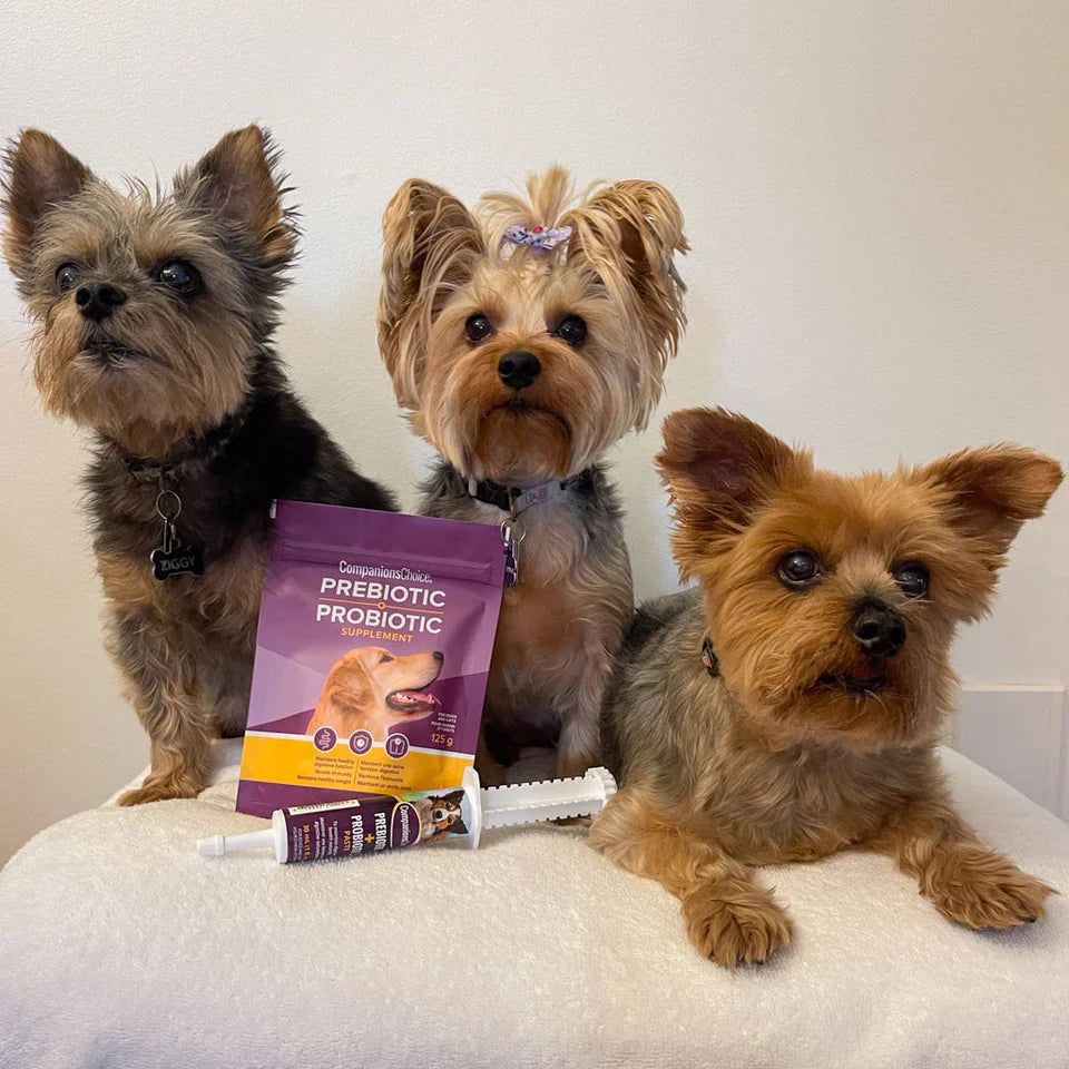 Companion's Choice🍁 Prebiotic Probiotic Paste for Dogs & Cats 30ml