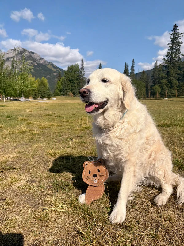 The Doghouse 🍁 Leather & Wool Beaver