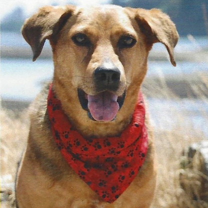 K9 Cooler Extra Large Cooling Bandana 24-25.5"