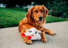 Multipet Lamb Chop for Dogs