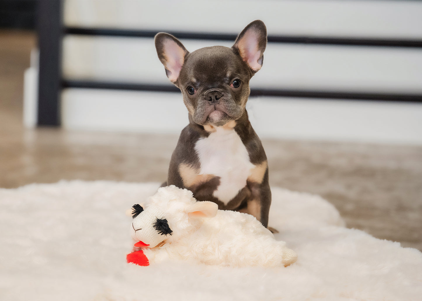Multipet Lamb Chop for Dogs