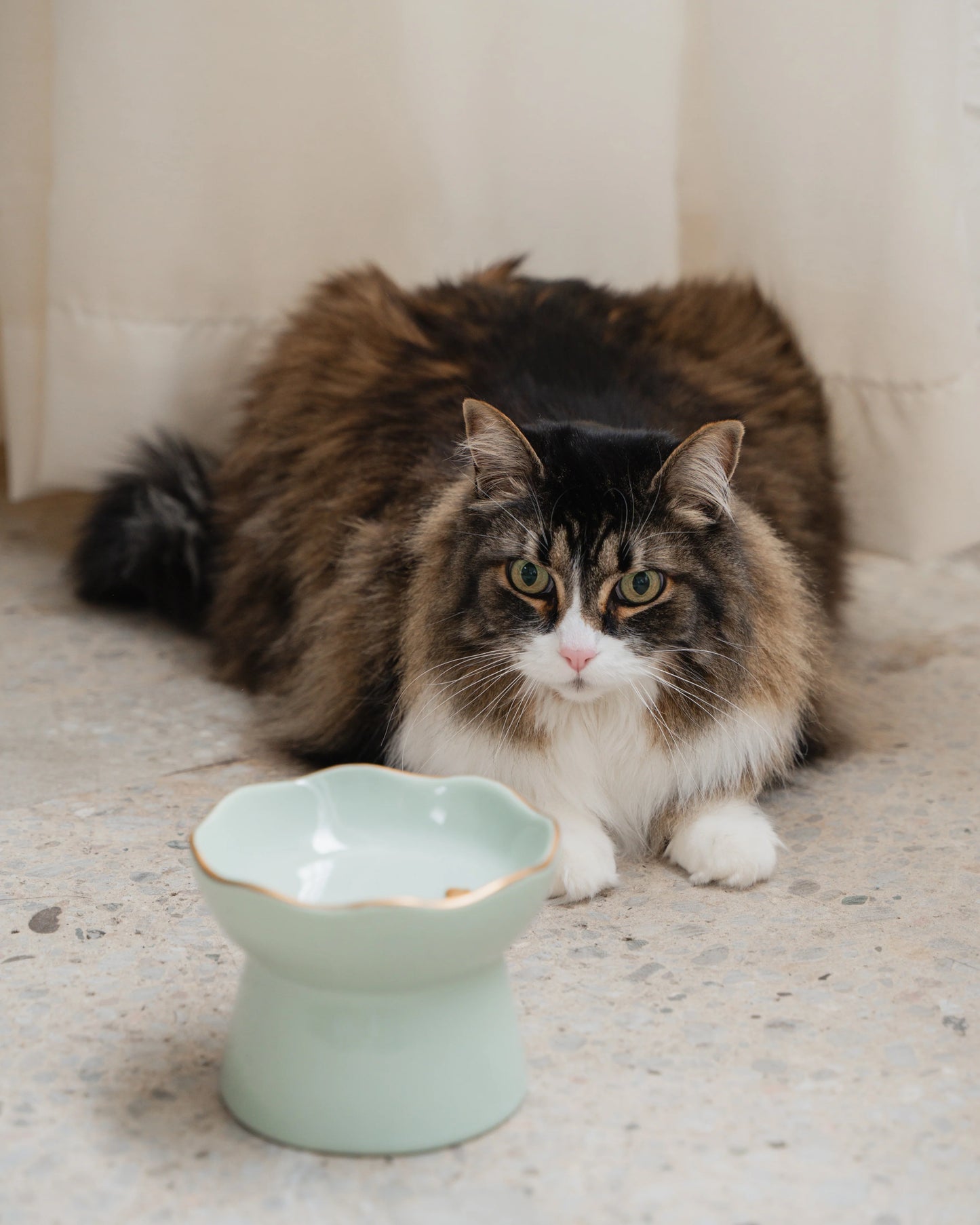Dexypaws Sage Green Raised Ceramic Cat Bowl