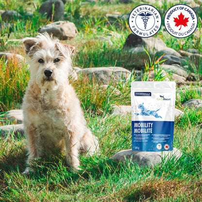 CannaBiscuit 🍁Mobility with Glucosamine & Chondroitin 224g