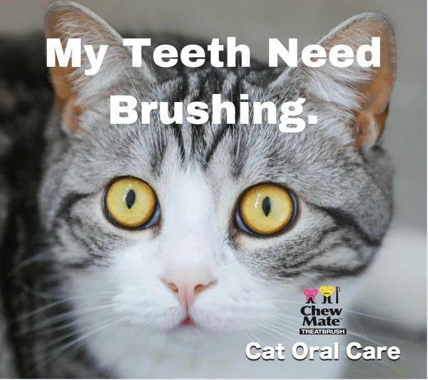 Treatbrush for Cats by Chewmate