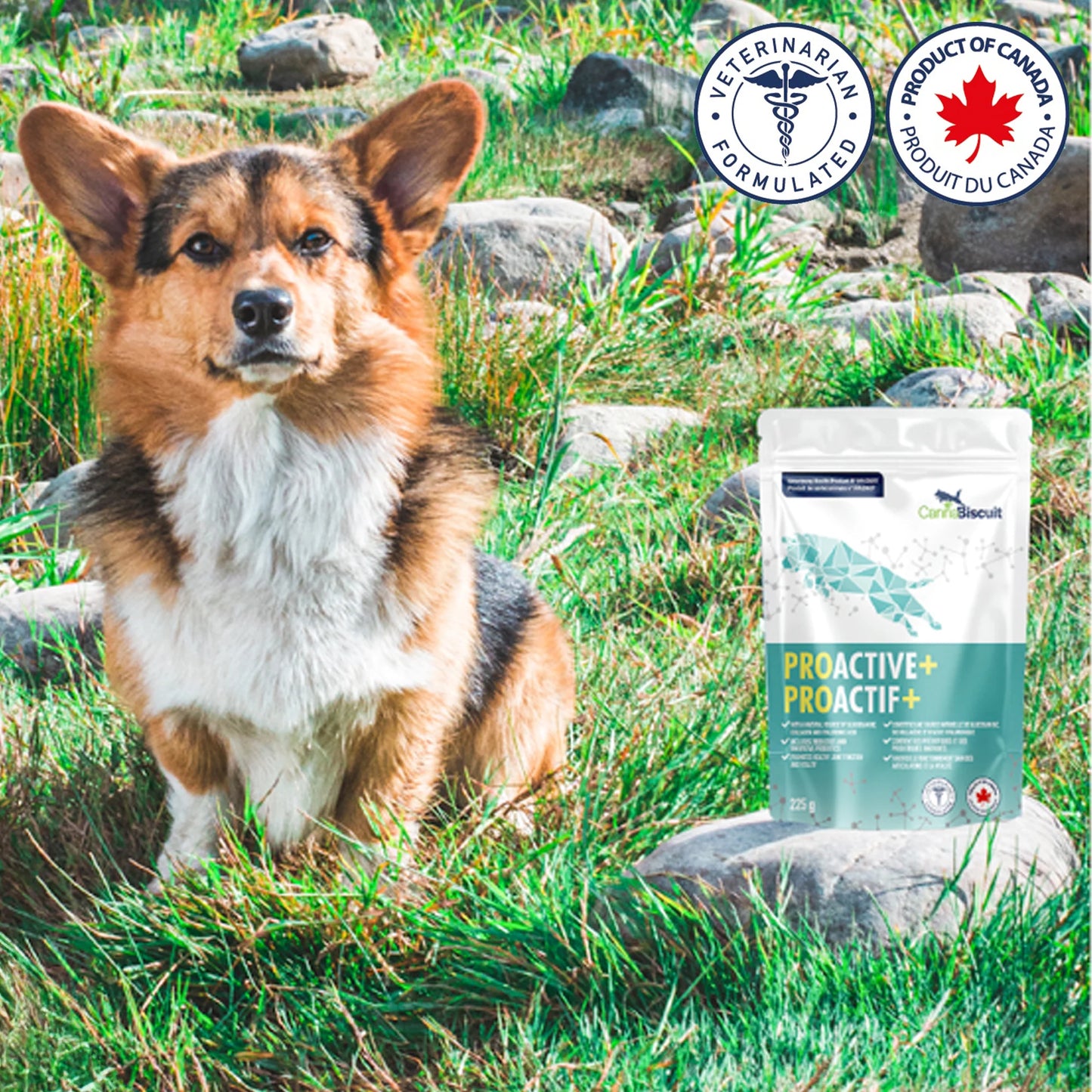 CannaBiscuit 🍁 ProActive+ with BiovaFlex for Dogs 224g