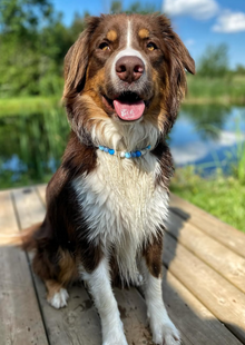 Bog Dog 🍁EM Tick Collar 12MM - Assorted Colours