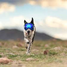 Rex Specs 3pk V2 Blue Mirror Lenses