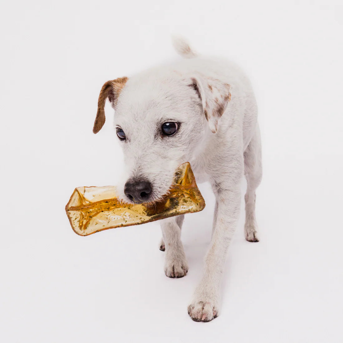 Wag & Bright 🍁 Pork & Parsley Mighty Marrows Dental Chew for Dogs