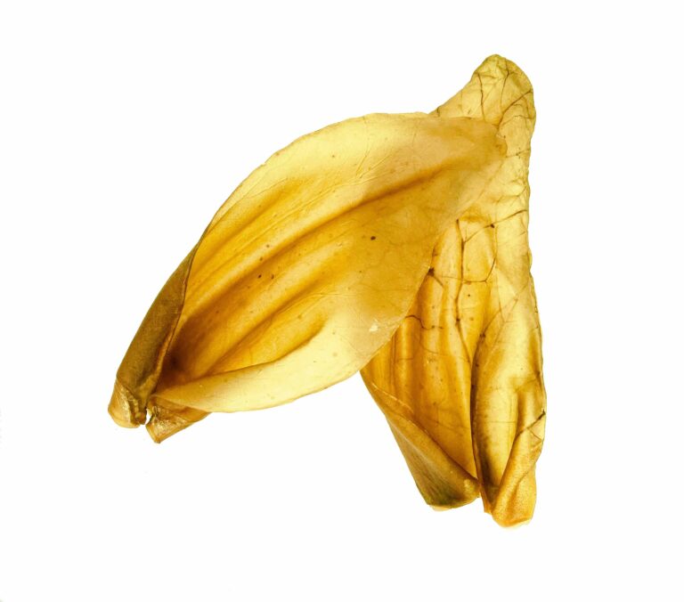Nature's Own 🍁BIG Beef Ear