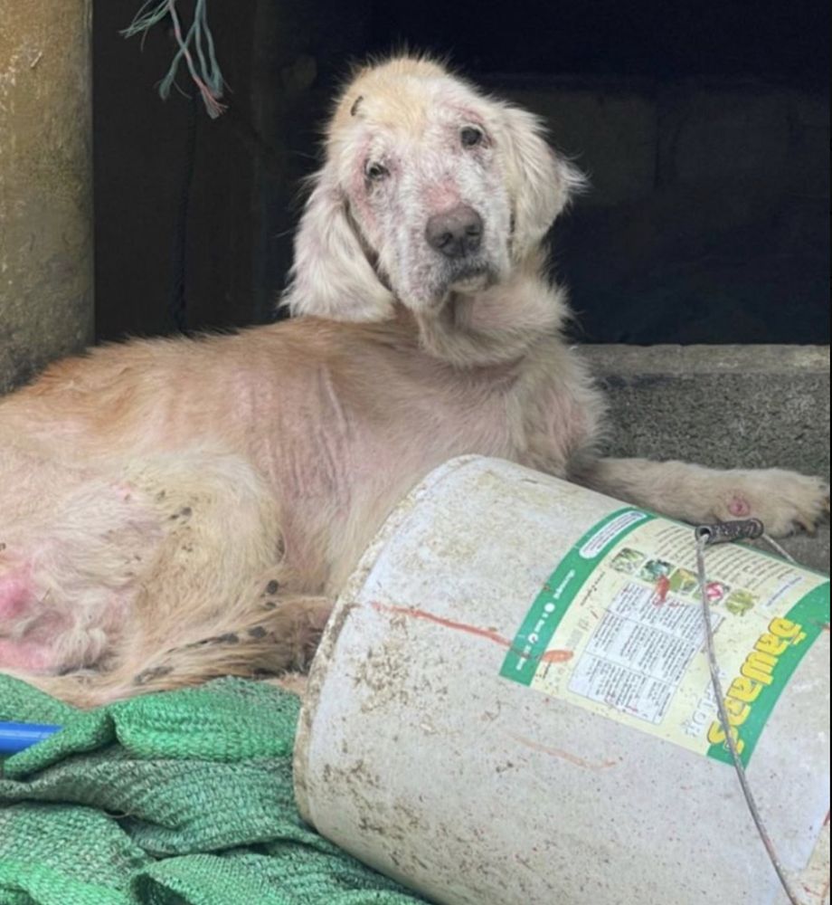 Tina The Dog Who Changed The World by Niall Harbison