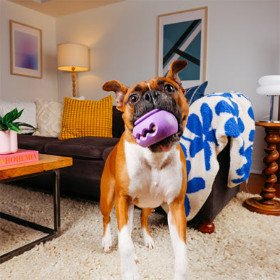 WAGLAB™ Play Stack™ The Squiggle Dog Toy