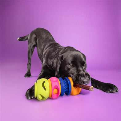 WAGLAB™ Play Stack™ The Squiggle Dog Toy