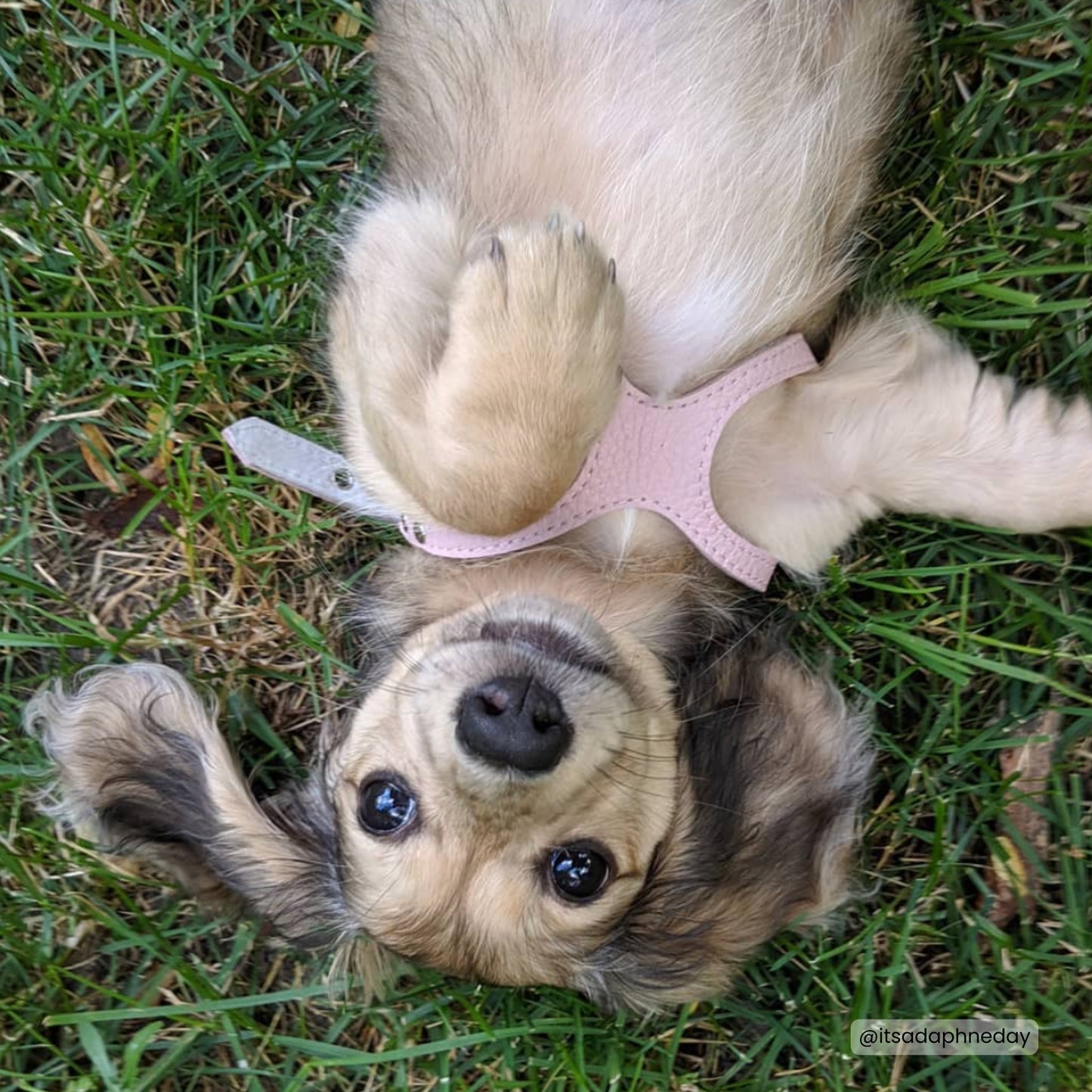 Buddy Belts🍁 Light Pink Genuine Leather Harness
