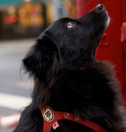 Buddy Belts🍁 Red Genuine Leather Harness