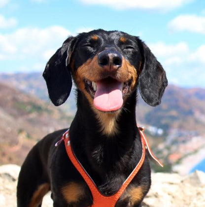 Buddy Belts🍁 Red Genuine Leather Harness