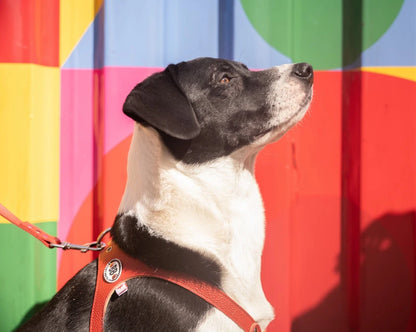 Buddy Belts🍁 Red Genuine Leather Harness
