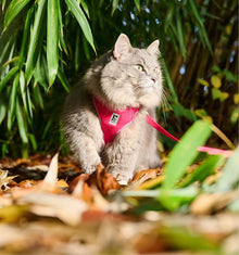 RC Pets🍁Raspberry Adventure Kitty Harness
