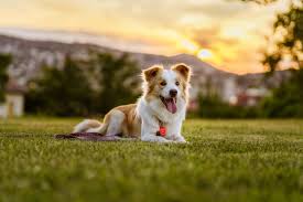 Tickless Eco Pet Ultrasonic Flea and Tick Repellent in Brown