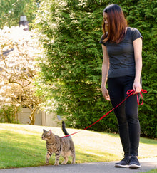 RC Pets 🍁Primary Kitty Leash 6ft