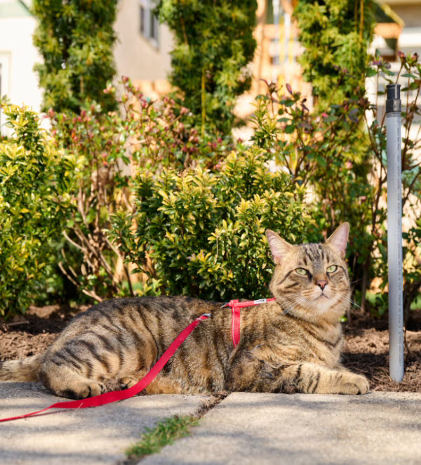 RC Pets 🍁Primary Kitty Leash 6ft