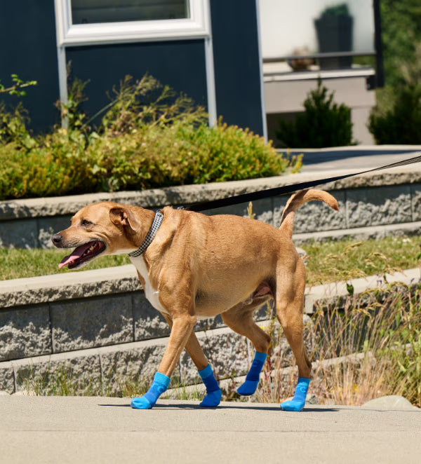 RC Pets🍁 Charcoal Heather Sport PAWks