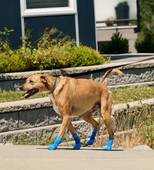 RC Pets🍁 Charcoal Heather Sport PAWks