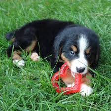 Smart Pet Love Teething Heart