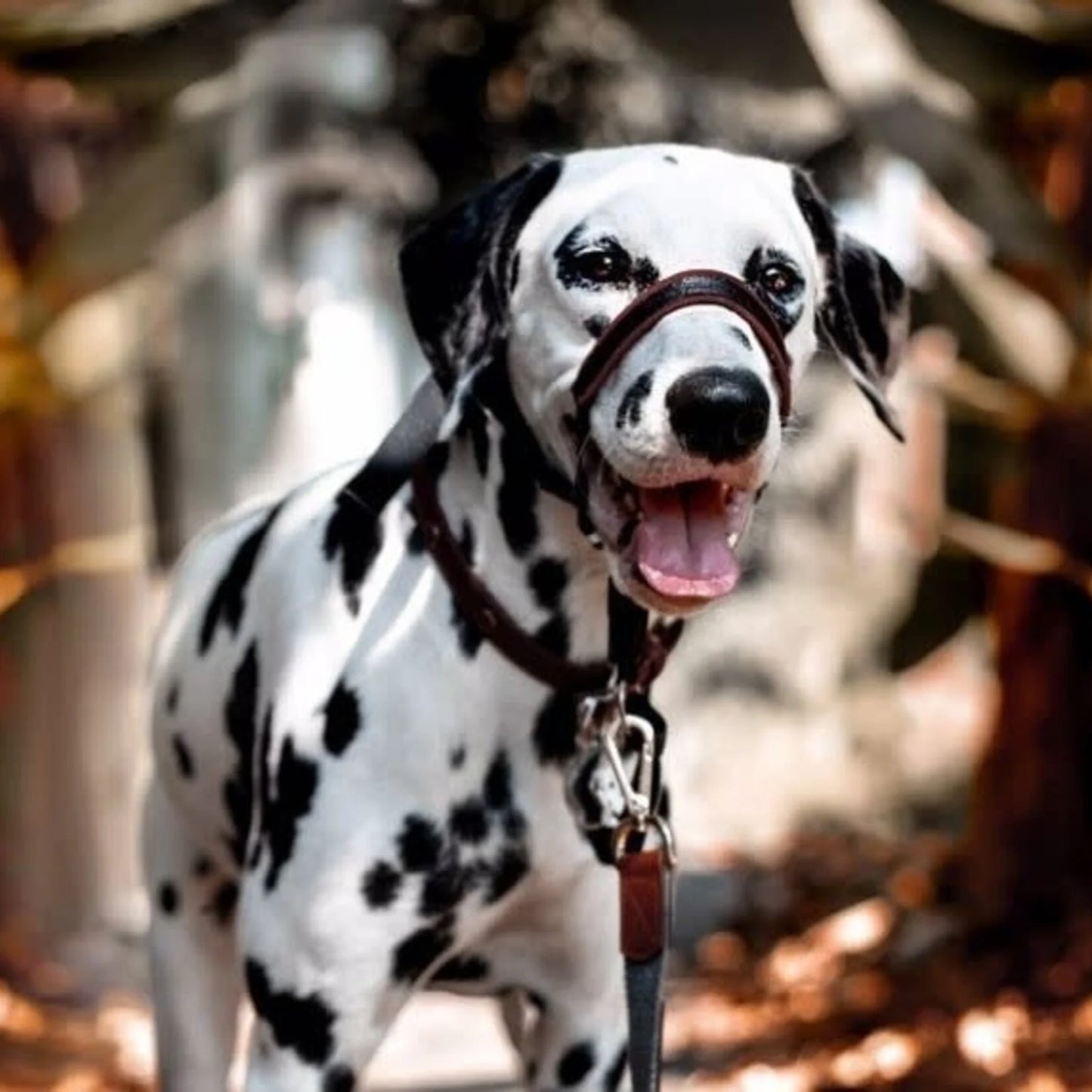 Company of Animals Halti Optifit