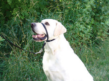 Gentle Leader Head Collars