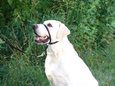 Gentle Leader Head Collars