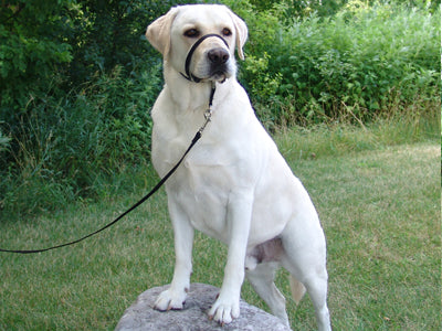Gentle Leader Head Collars
