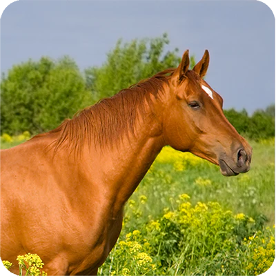 Omega Alpha🍁 Equine HA-180 ( Hyaluronic Acid )