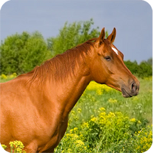 Omega Alpha🍁 Equine HA-180 ( Hyaluronic Acid )