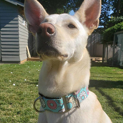 Wiggle Bumz 🍁 D'oh Nuts Martingale Dog Collar