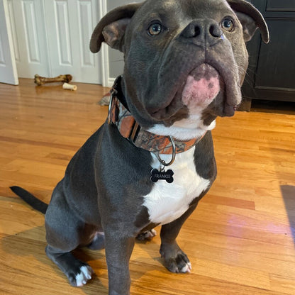 Wiggle Bumz🍁Tree Camo Orange Martingale Dog Collar