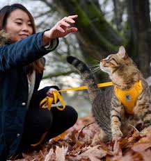 RC Pets 🍁Marigold Adventure Kitty Harness