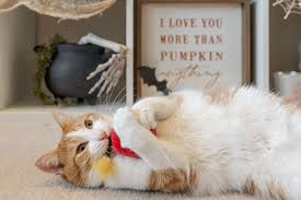 Feline Frenzy Plush Catnip toy – Halloween Kitty Boom – 2pk