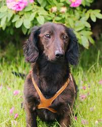 Buddy Belts 🍁Caramel Genuine Leather Harness